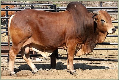 BORAN